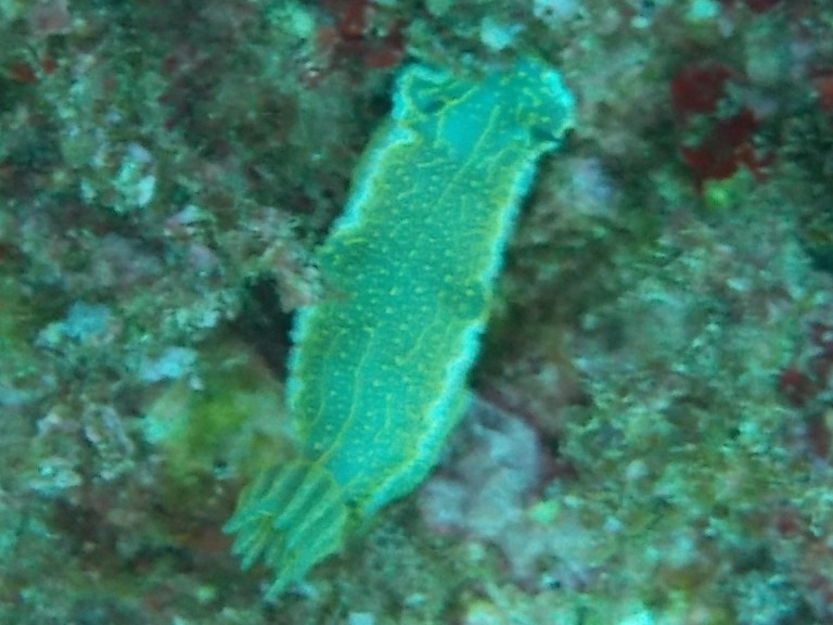 nudibranco a Cefalonia